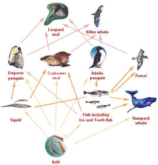 Food Chain Biology